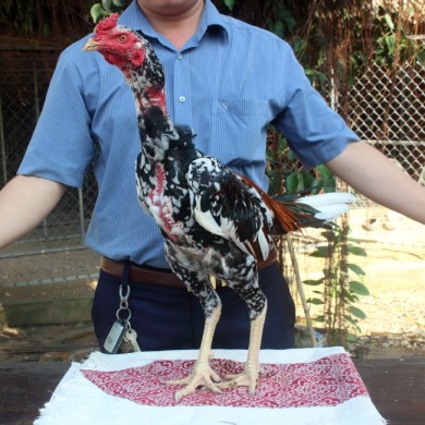 MƠ THIÊN THẦN